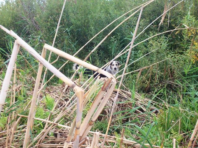 delta rosu 2010 - sany1205.JPG